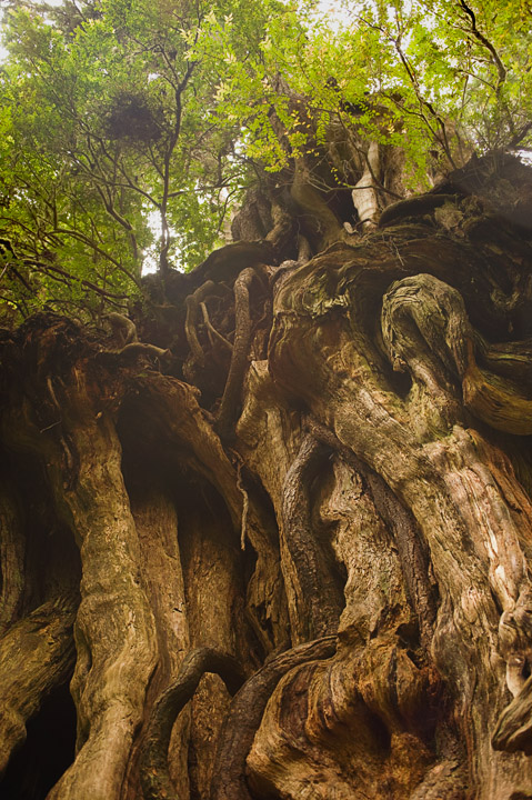 BigCedar_9724.jpg