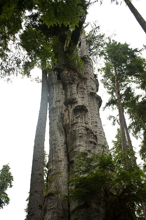 BigCedar_9866.jpg - This cedar was touted as the "World's Largest Western Red Cedar".  