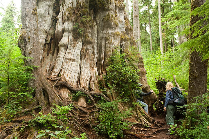 BigCedar_9873.jpg - Nusi is seen emerging from the base of the cedar.  