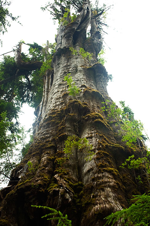BigCedar_9878.jpg