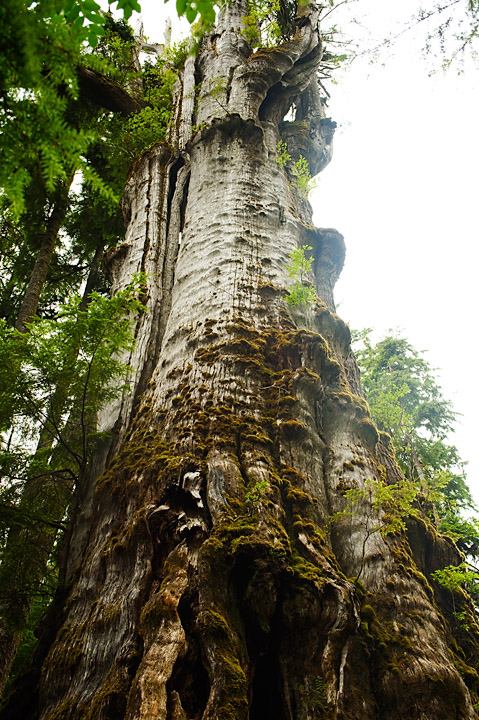 BigCedar_9880.jpg