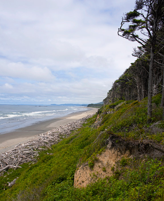 BurlBeach_9780.jpg - The beaches were all bordered by great piles of large driftwood logs, most of which are washed down the rivers around logging operationd and carried  by the tides; others tumble from the cliffs as they are eroded by wind and wave.  