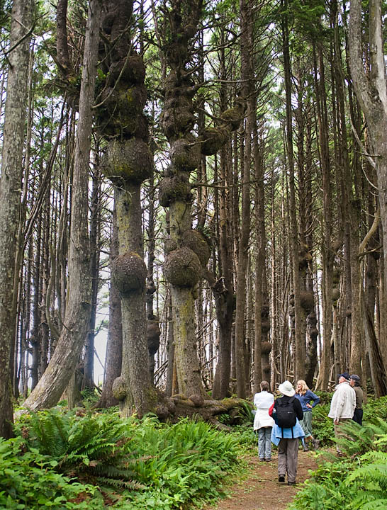 Burls_9761.jpg - We stopped to spend some time in the burl forest. This woods was thickly populated by trees that had encountered some widespread virus which caused the trees to form these large burls.  