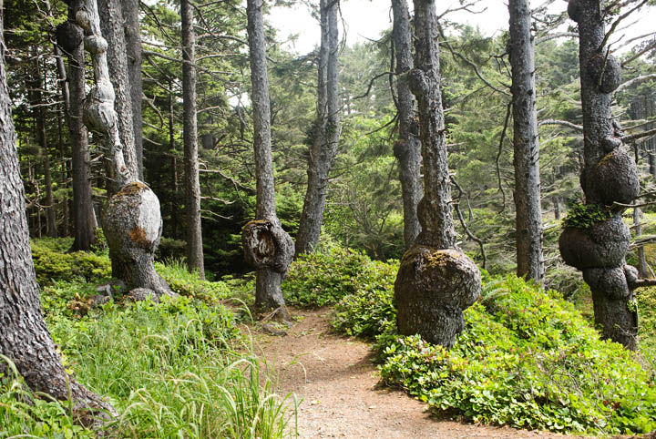 Burls_9786.jpg - More burls. Many of these trees had been given names by the forest sprites; names such as "Uncle Milty Burl", "Burl Ives" and "Many Burl".  