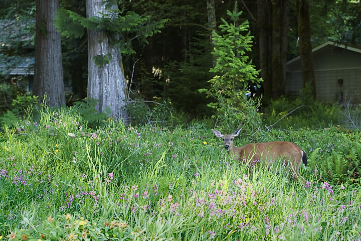 Deer_0103.jpg - A young deer browses amongst the flowers in front of the building which housed us at Lake Crescent.  