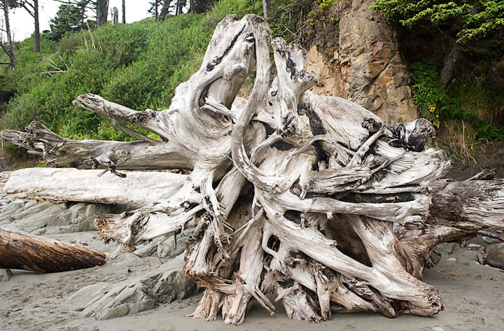 Driftwood_9630.jpg