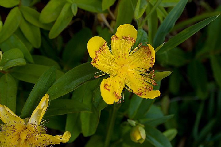 Flower_0105.jpg