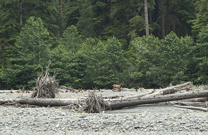 HohElk_9932.jpg - As we passed along the river, we noticed a herd of about 40-45 elk resting on a gravel bank on the far side of the river.  