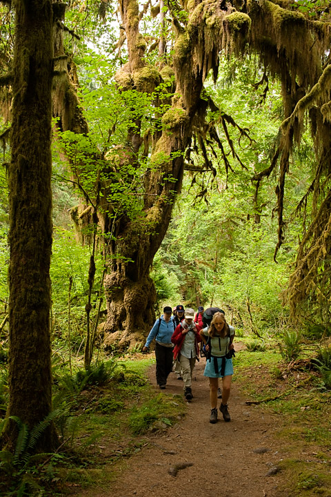 HohRainforest_9902.jpg - We begin our 3-mile (each way) trek along the Hoh River to Mount Tom Creek. Other members continued on to 5-mile island for a total mileage of 10.6 miles.  