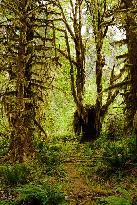 HohRainforest_9903.jpg - The Hoh rainforest.  