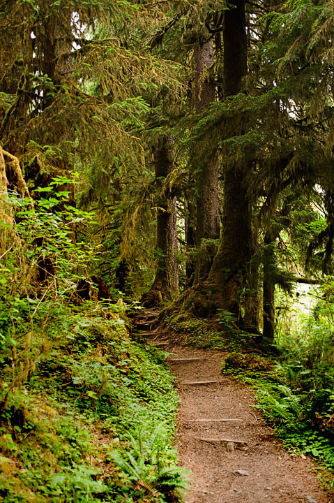 HohRainforest_9920.jpg