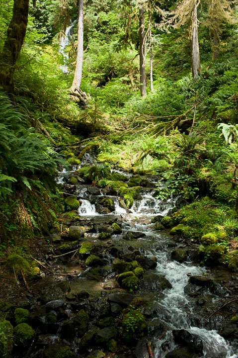 HohRainforest_9937.jpg - Mount Tom Creek falls out of the forest.  
