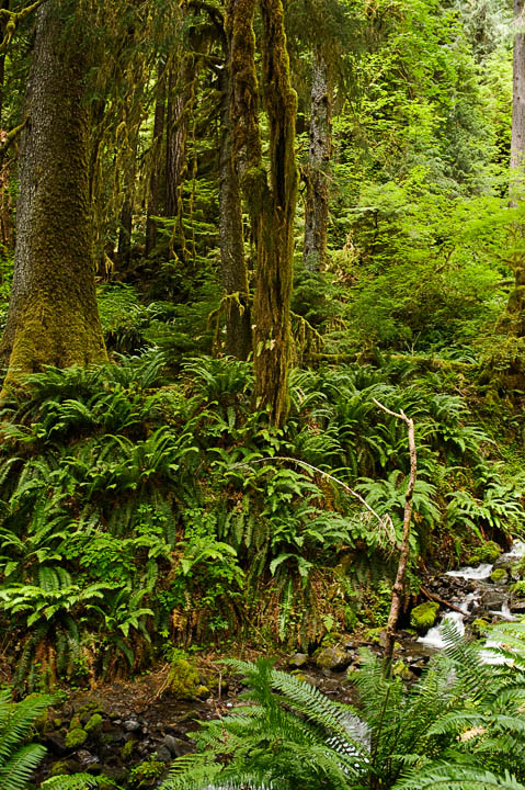 HohRainforest_9942.jpg