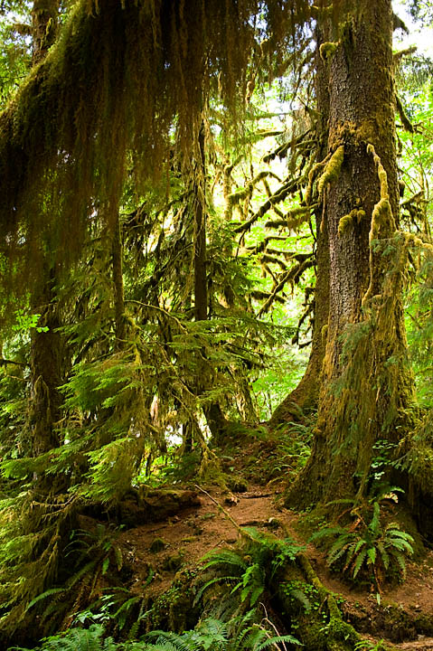 HohRainforest_9944.jpg