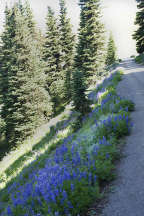HurricaneLupines_0163.jpg - Lupines border the trail.  