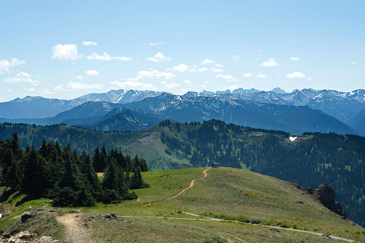 HurricaneRidge_0189.jpg - Looking back down th trial we followed gives  aview of Klahanee Ridge.  