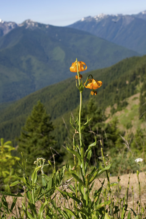 Lily_0151.jpg - Columbia Lily  