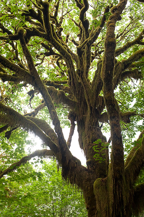 MapleGlade_9800.jpg - A big leaf maple, festooned with mosses, lichens and epiphytes.  