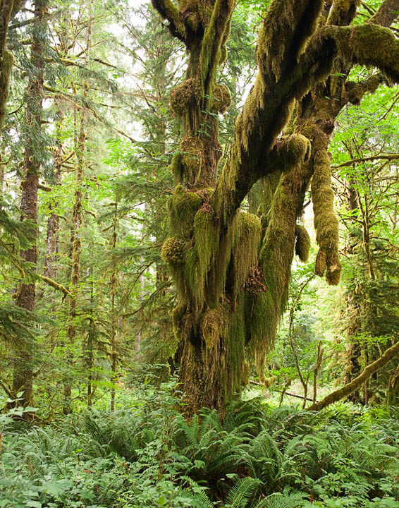 MapleGlade_9811.jpg - Another beautiful big leaf maple in a great stand of 3-foot tall ferns.  