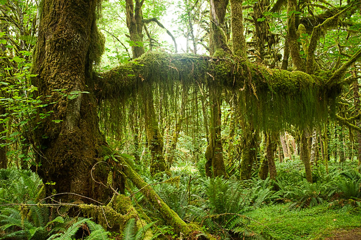MapleGlade_9857.jpg