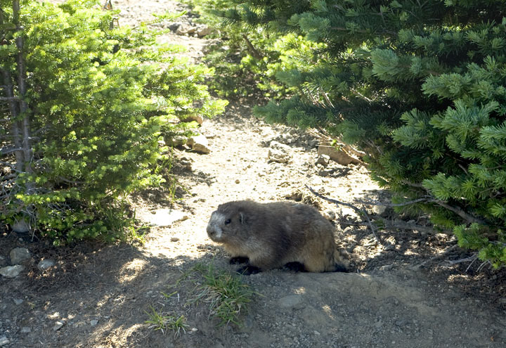 Marmot_0182.jpg - We are greeted by a local Marmot.  