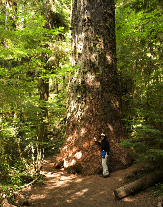 MarymereBigTree_0068.jpg - Mary stands beside a large Douglas fir with the appearance of an elephants foot, wondering about the loss of bark around the base.  This tree stood along the trail to Marymere Falls near the Lake Crescent Lodge.  