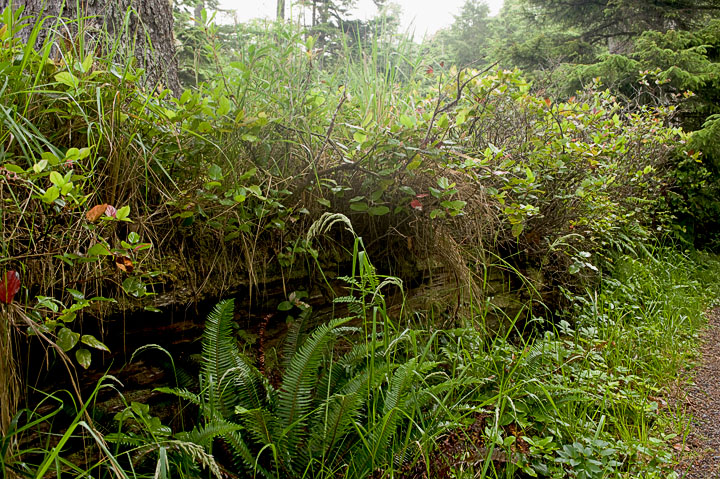 NurseLog_9601.jpg - This is a "nurse log" a vital element in old growth rainforest life. As old trees fall and begin to decay seeds of various organisms become lodged in the log and new life begins, sustained by the nutrients of the nursge log. Everything from grasses to immense Douglas fir trees may be found growing form these horizontal nurseries.  This log was only about 3 feet in diameter, quite small in this land of giants.  