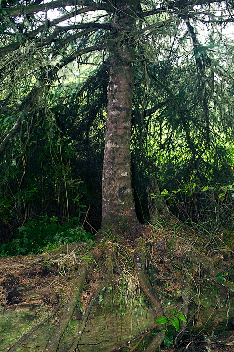 NurseLog_9604.jpg - Here a young tree gets its start in life from this nurse log.  