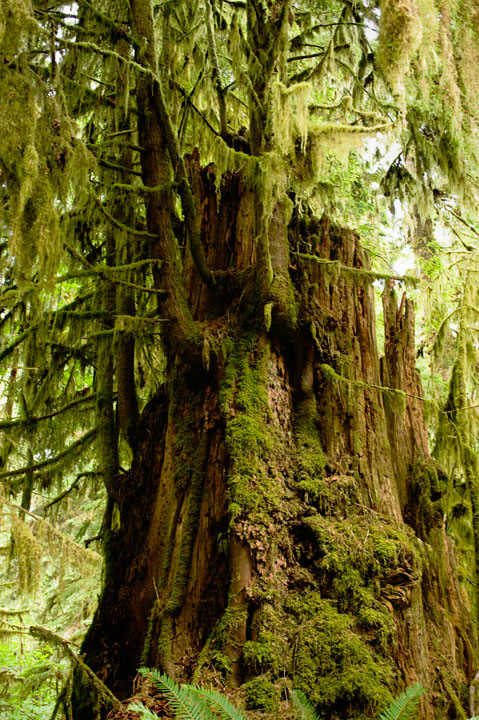 NurseStump_9830.jpg - An old stump gives life to new citizens of the forest. The top of this stump is about nine or ten feet tall!  