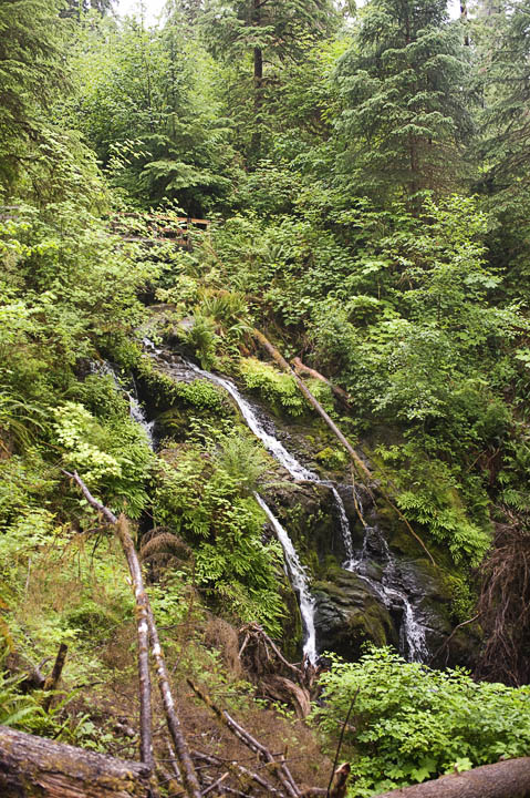 QuinaultCascade_9556.jpg - Our first rainforest waterfall  in the Quinault. You can just see a bridge crossing the cascade near the top. We would have quite an adventure there.  