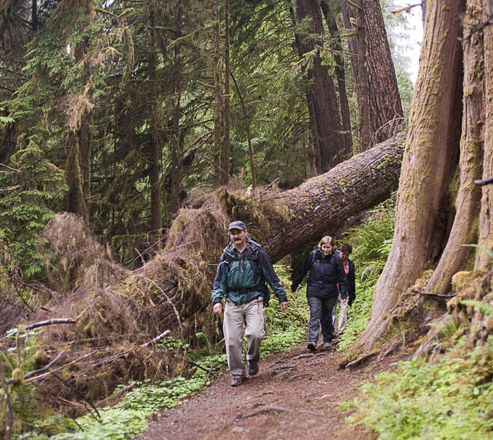QuinaultJamieJanSharon_9583.jpg - One of our guides, Jamie, leads Jan and Sharon down the trail beneath a large Sitka spruce that had blown down during a violent wind storm. This rainforest is an isloated "island' of very large and ancient trees located on the edge of the national park, and because there is extensive logging all around the park lands there is very little growth left to diffuse any winds. As a result , these trees are subject to being uprooted from their shallow purchase in the rainforest soil. Continued damage such as this will only increase as more pockets are opened up to direct confrontation with the wind.  