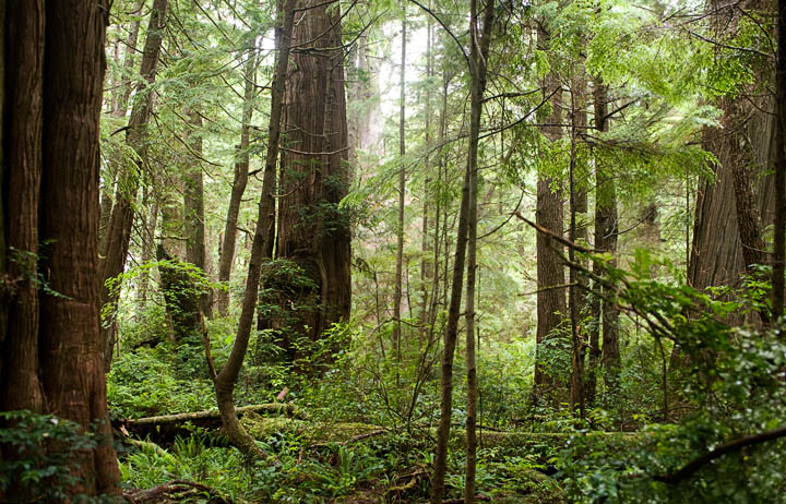 Rainforest_9725.jpg - A quick glance at the forest surrounding the cedar.  