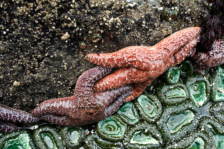 SeaStars_9643.jpg - ... and playful sea stars cavorting gaily on the mussel encrusted rocks.  