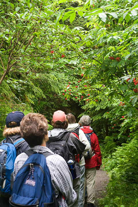 StarfishPoint_9610.jpg - Our group (a really fun group of very interesting characters) starts down the trail to the beach, surrounded by red elderberry shrubs.  