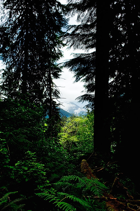 Tom_9922.jpg - Mount Tom  visible through the trees and fog.  