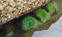 Anemones_9633