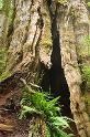 BigCedarOpening_9879