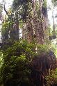 BigCedar_9706