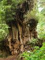 BigCedar_9716