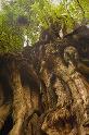 BigCedar_9724