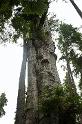 BigCedar_9866