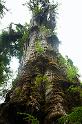 BigCedar_9878