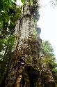 BigCedar_9880