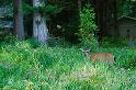 Deer_0103