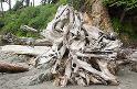 Driftwood_9630