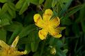 Flower_0105