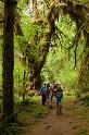 HohRainforest_9902