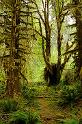 HohRainforest_9903