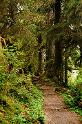 HohRainforest_9920