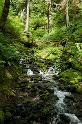 HohRainforest_9937